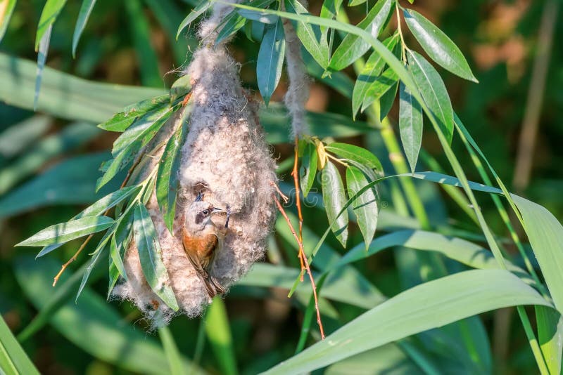 Eurasisk penduline tit in nestnbsp remiz pendulinus fotografering för bildbyråer