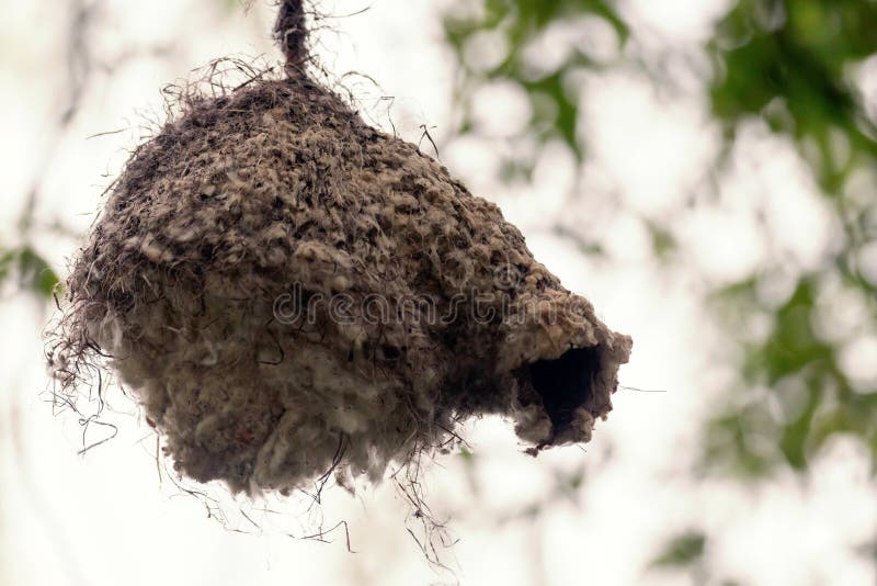 Eurasisk penduline tit nestnbsp remiz pendulinus wildlife royaltyfri bild