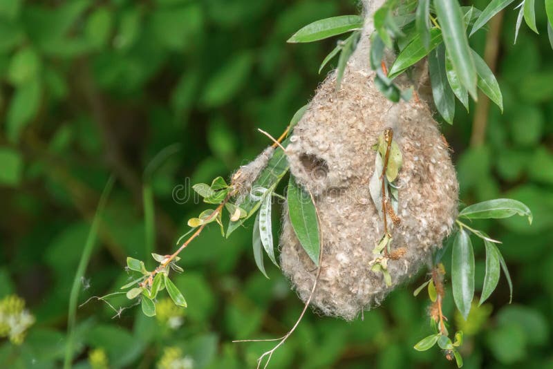 Eurasisk penduline tit nestnbsp remiz pendulinus arkivbilder