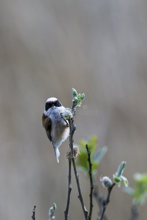 Eurasisk penduline tit arkivbilder