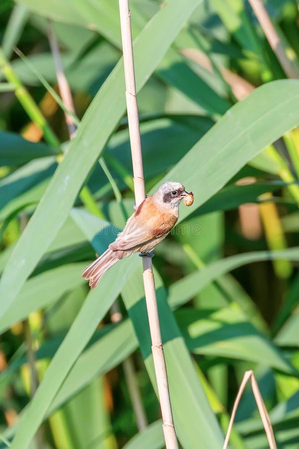 Eurasisk penduline tit på filial remiz pendulinus royaltyfria foton