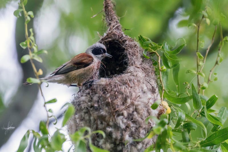 Eurasisk penduline tit på nestnbsp remiz pendulinus arkivbilder