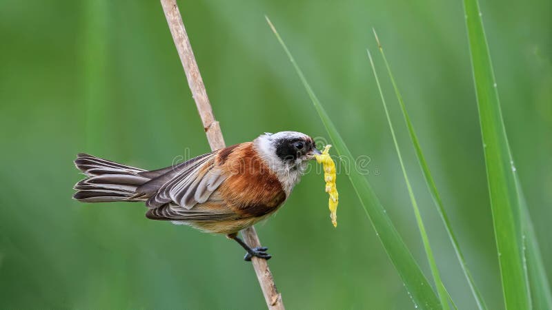 Eurasisk penduline tit på sedge. royaltyfria bilder