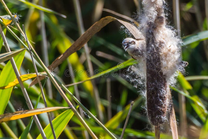 Eurasisk penduline tit remiz pendalinus arkivbilder