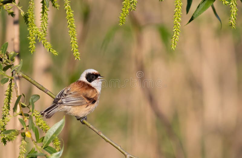 Eurasisk penduline tit remiz pendulinus. en fågel sitter på en förgrening och sjunger fotografering för bildbyråer