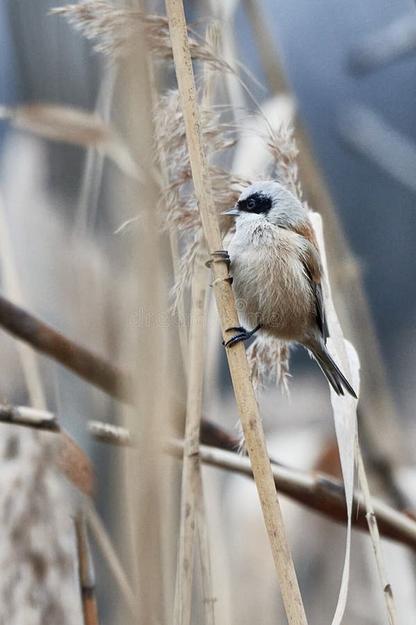 Eurasisk penduline tit remiz pendulinus i den naturliga livsmiljön royaltyfri foto
