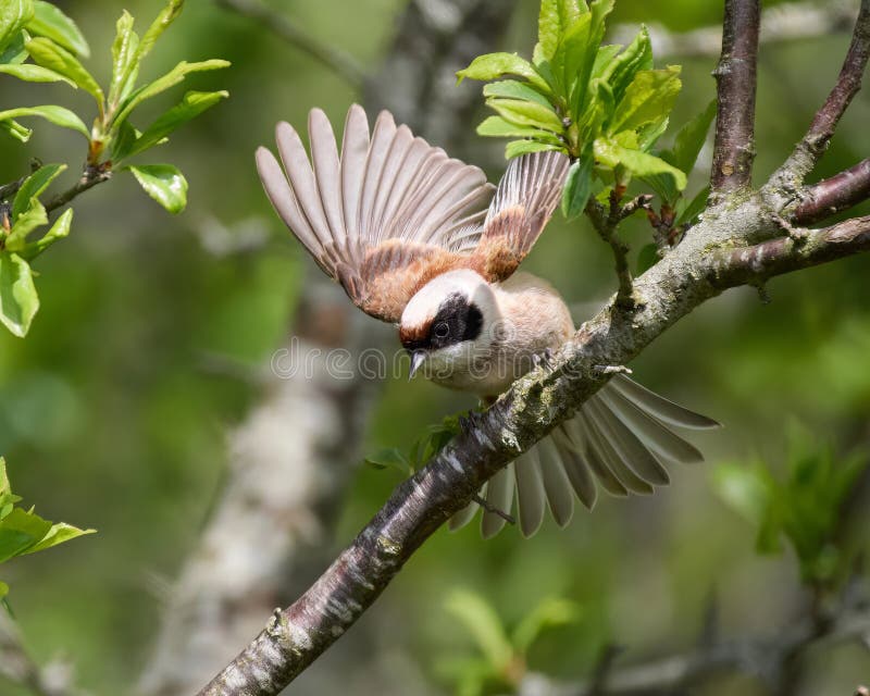Eurasisk penduline tit remiz pendulinus arkivbilder