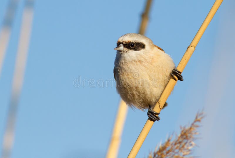 Eurasisk penduline tit remiz pendulinus. Morgon en fågel sitter på ett rederat stjälk arkivfoton