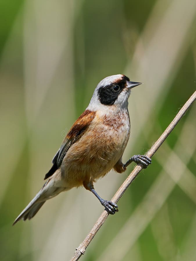 Eurasisk penduline tit remiz pendulinus royaltyfri fotografi