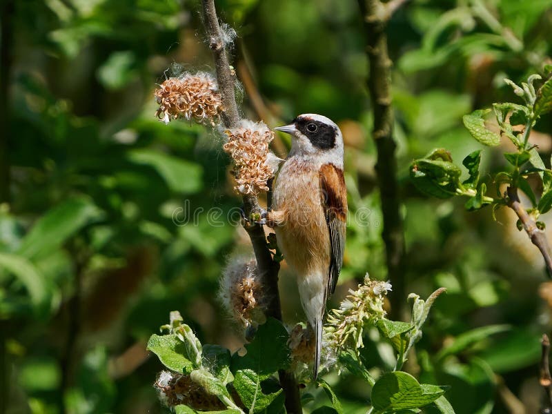 Eurasisk penduline tit remiz pendulinus royaltyfri bild