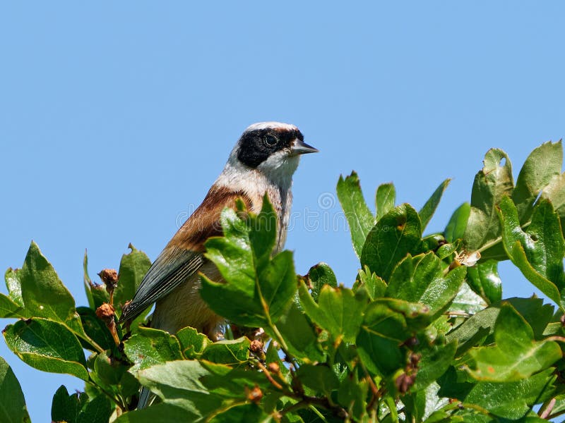 Eurasisk penduline tit remiz pendulinus arkivfoto