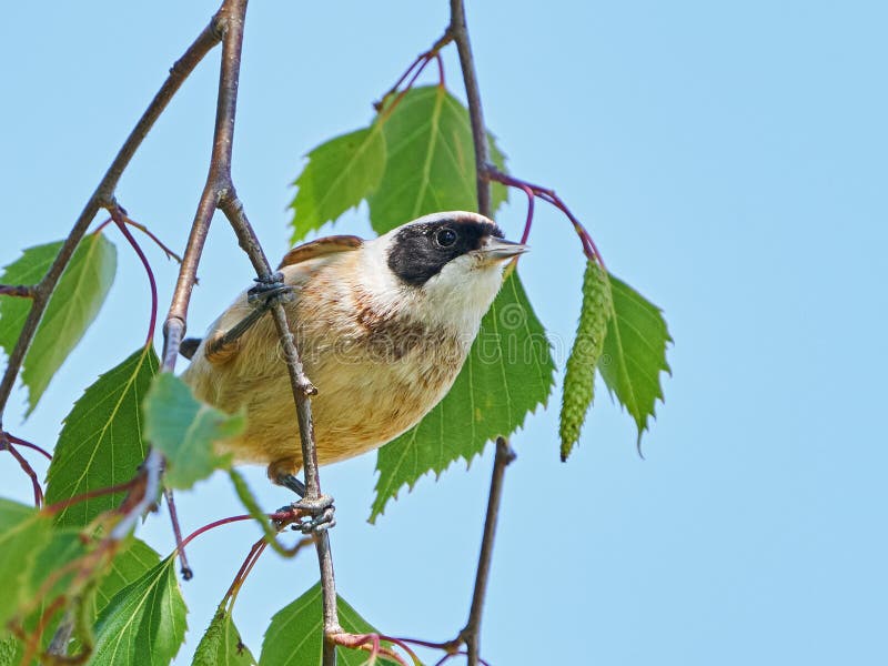 Eurasisk penduline tit remiz pendulinus royaltyfri bild