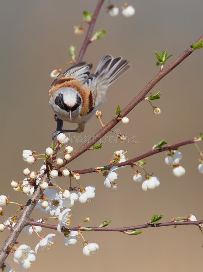 Eurasisk penduline tit remiz pendulinus på våtlandet arkivbild