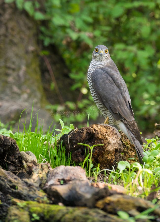 Eurasiático Sparrowhawk que se encarama en registro foto de archivo Eurasiático Sparrowhawk que se encarama en registro foto de archivo