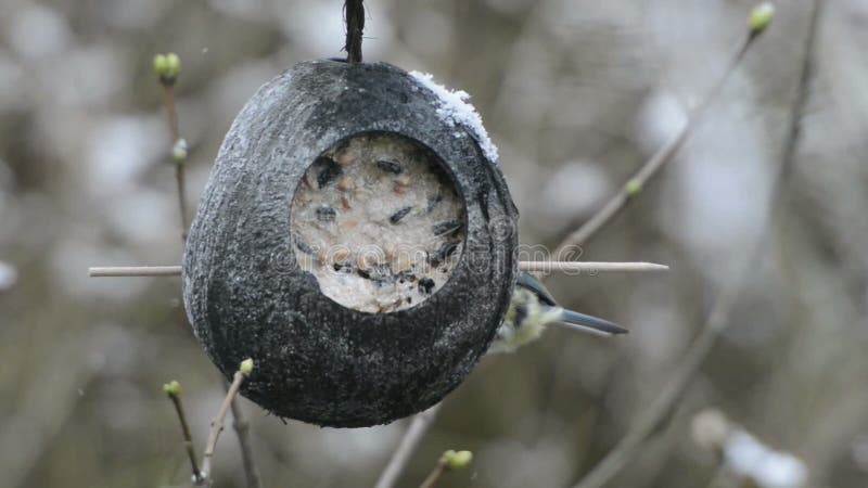 Eurazjatycki błękitnego tit Cyanistes caeruleus patrzeje dla ziaren na ptasim dozowniku w zimie Koks zbiory Eurazjatycki błękitnego tit Cyanistes caeruleus patrzeje dla ziaren na ptasim dozowniku w zimie Koks zbiory