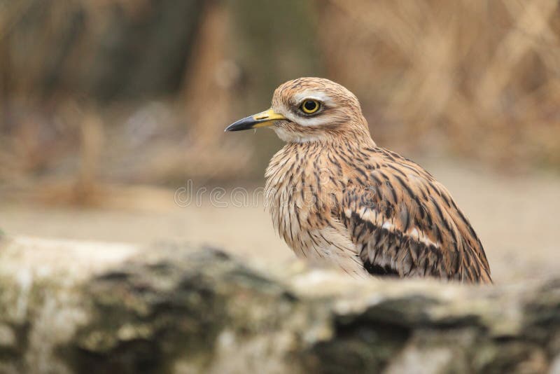 Eurazjatycki curlew obraz royalty free Eurazjatycki curlew obraz royalty free