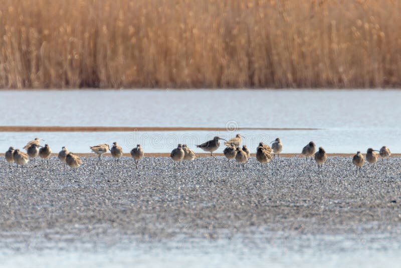 Eurazjatycki Curlew, Pospolitego Curlew Numenius arquata pojedynczy ptak w wodzie obraz stock Eurazjatycki Curlew, Pospolitego Curlew Numenius arquata pojedynczy ptak w wodzie obraz stock