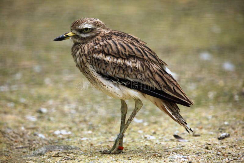 Eurazjatycki kamienny curlew & x28; Burhinus oedicnemus& x29; zdjęcie stock Eurazjatycki kamienny curlew & x28; Burhinus oedicnemus& x29; zdjęcie stock