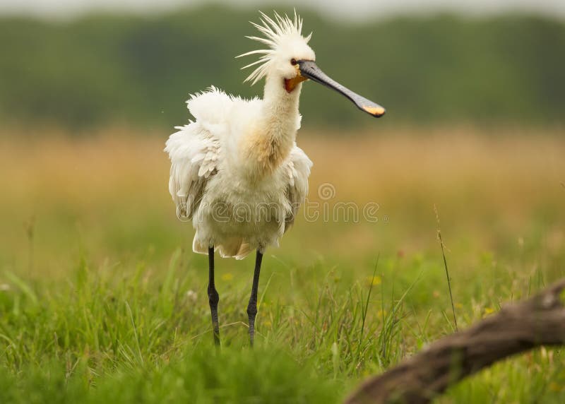 Eurazjatycki Spoonbill, rzadka biała ptasia pozycja w łące zdjęcia royalty free Eurazjatycki Spoonbill, rzadka biała ptasia pozycja w łące zdjęcia royalty free