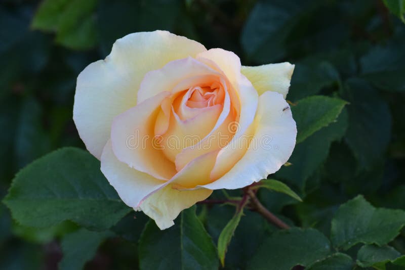 Eureka Rose Mosquito imagen de archivo. Imagen de flor 108128787