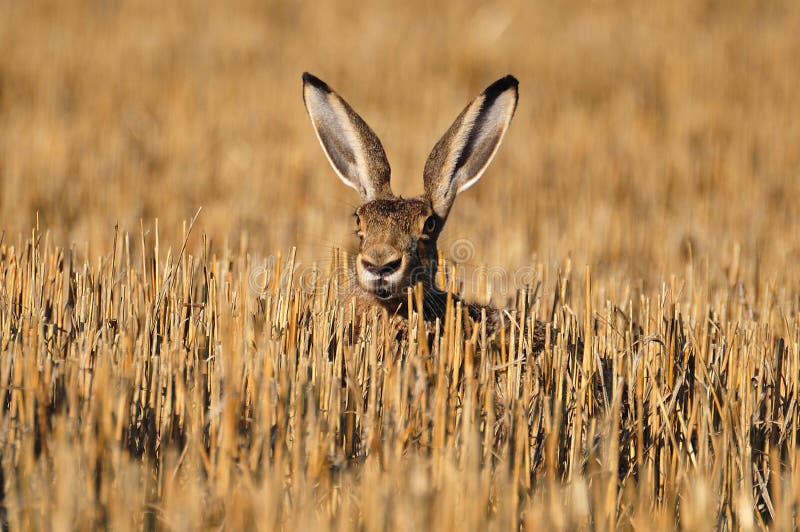 Wildkaninchen Auf Einem Gebiet Stockfoto Bild von garten