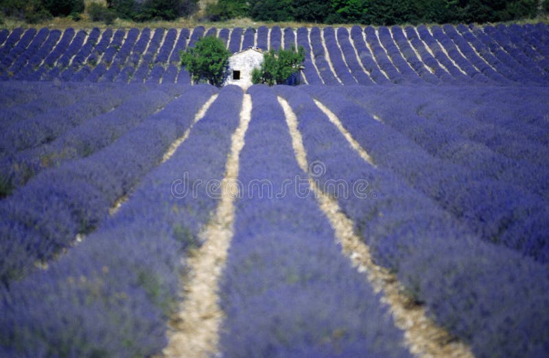 Europa fields france lavendel provence royaltyfria foton