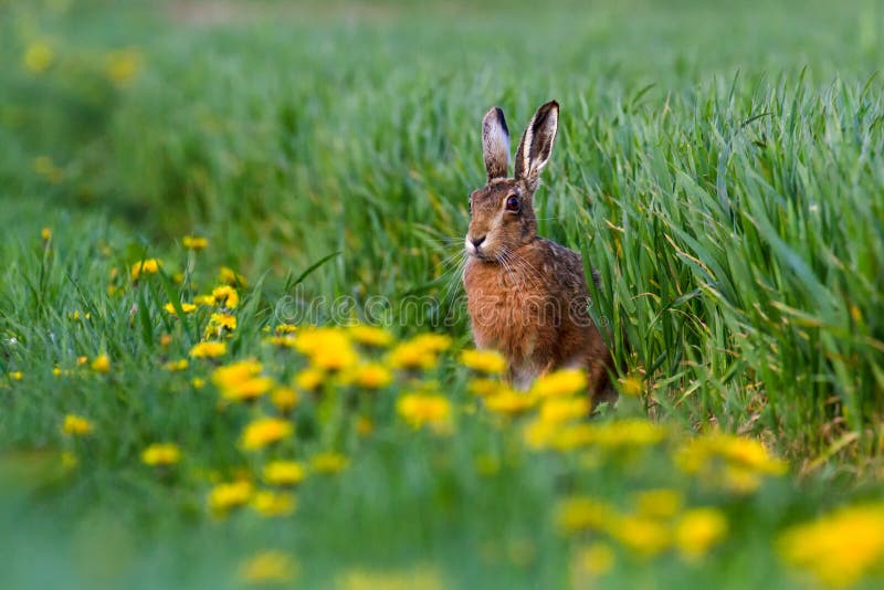 Europaeus del Lepus della lepre di Brown dell'europeo nella regolazione del terreno coltivabile di estate immagine stock libera da diritti Europaeus del Lepus della lepre di Brown dell'europeo nella regolazione del terreno coltivabile di estate immagine stock libera da diritti