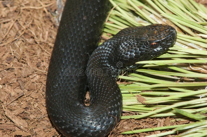 European Adder Viper