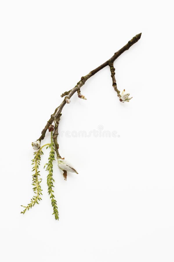 European aspen (Populus tremula)