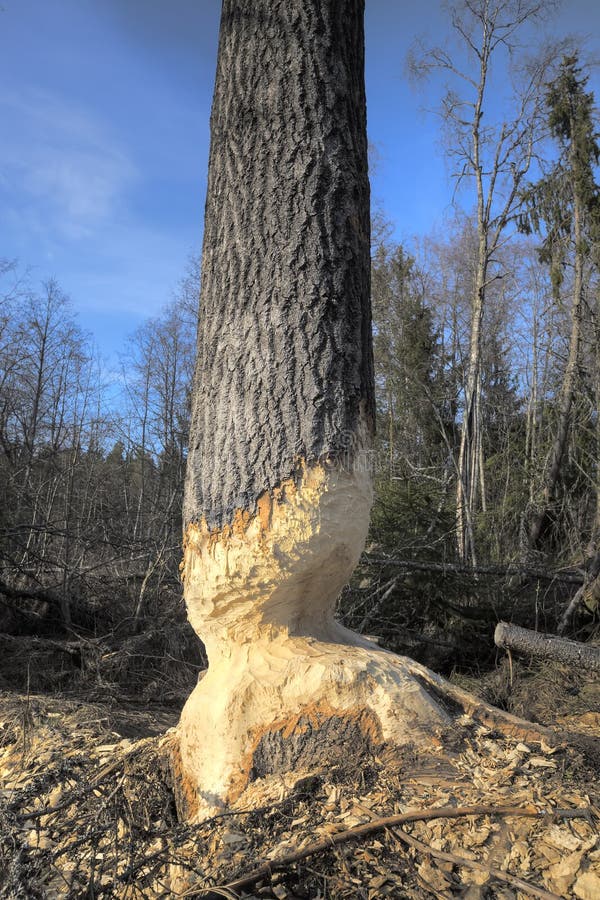 European aspen tree almost taken down