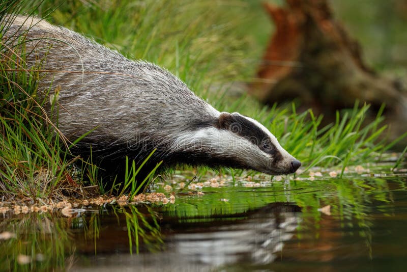 European badger, Meles meles, drinks at forest lake. Cute animal stands in green grass, water drop falling down its muzzle.