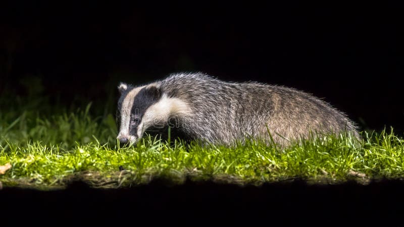 Uk Nocturnal Animals Stock Photos - Free & Royalty-Free Stock Photos from Dreamstime Uk Nocturnal Animals Stock Photos - Free & Royalty-Free Stock Photos from Dreamstime