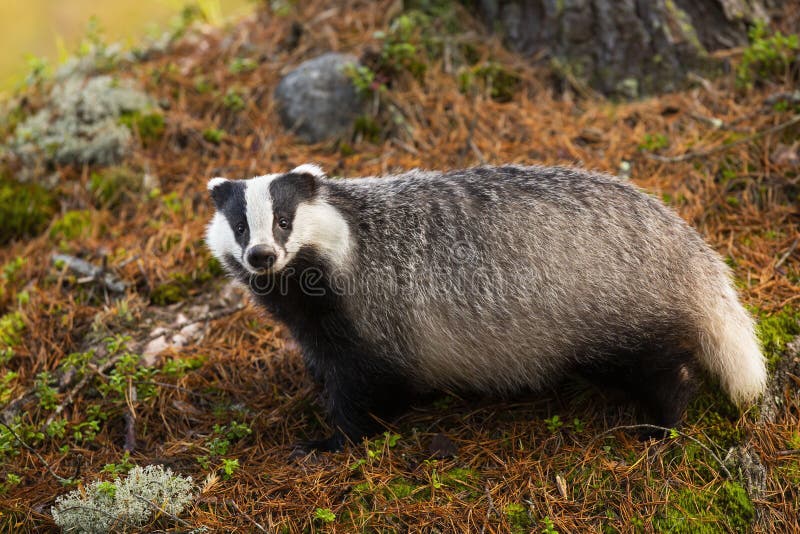 European badger standing in forest in autumn nature.