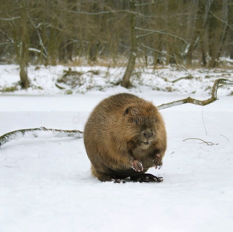 European beaver ( Castor fiber ). Russia.
