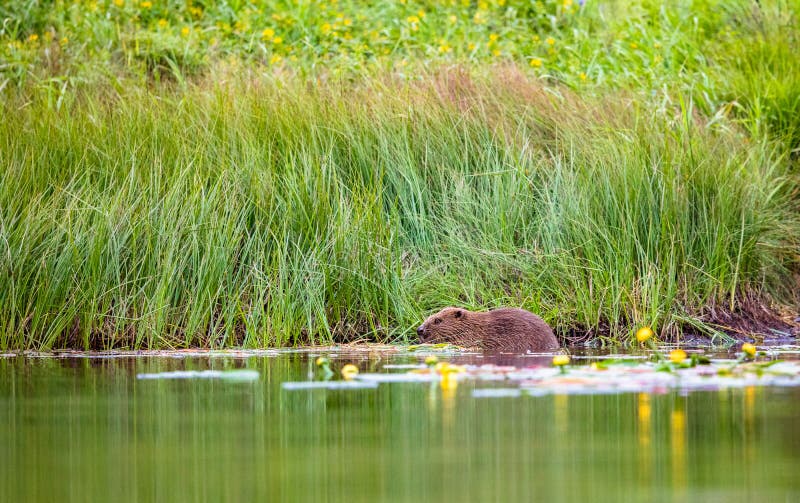 Beaver Castor fiber, sits in the river eating, water lily flowers and green grass. Beaver Castor fiber, sits in the river eating, water lily flowers and green grass