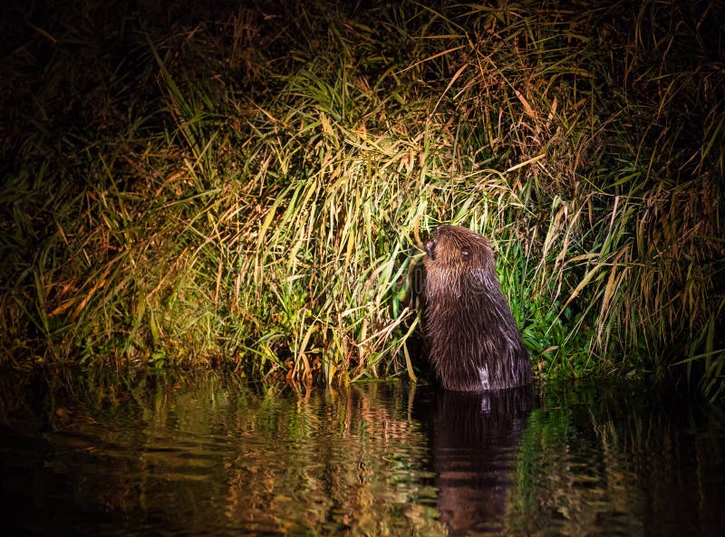 Shaky Beavers