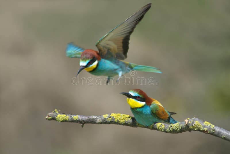 European bee eater