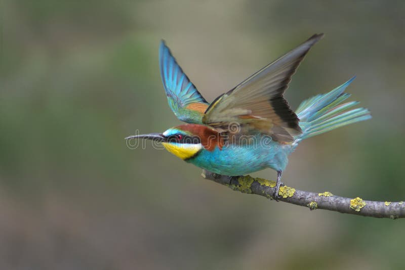 European bee eater