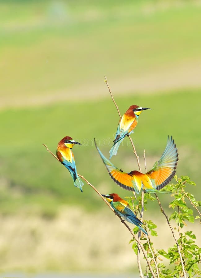 European bee-eater