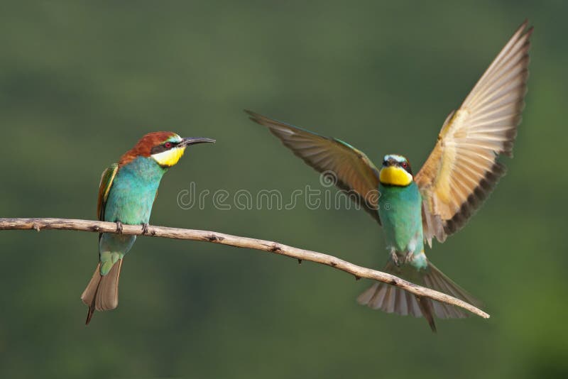 European bee eater