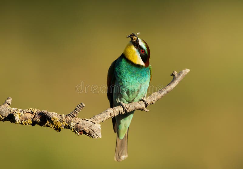 European Bee-eater with a bee in the beak royalty free stock photo