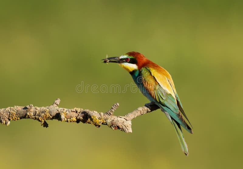 European Bee-eater with a bee in the beak stock photos