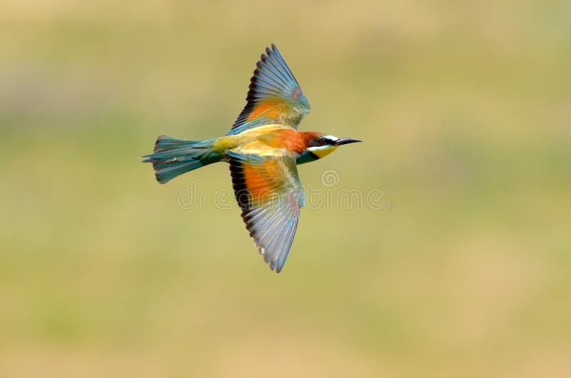 European bee-eater (Merops Apiaster) outdoor stock photography European bee-eater (Merops Apiaster) outdoor stock photography