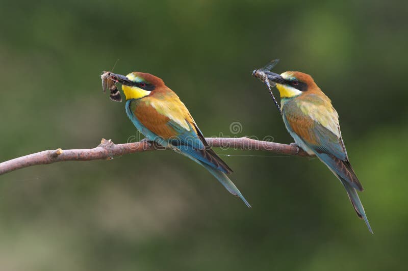 European bee eaters