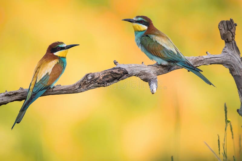 The European Bee-eaters, Merops apiaster is sitting and showing off on a nice branch, has some insect in its beak, during mating