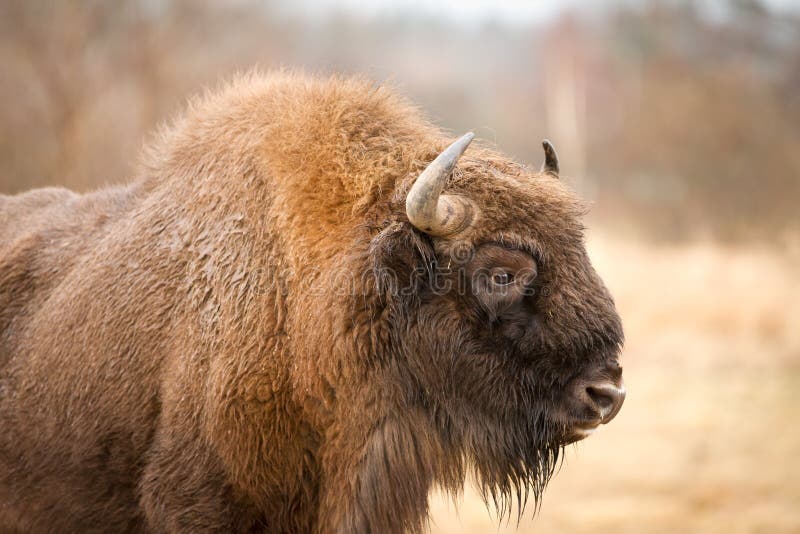 European Bison