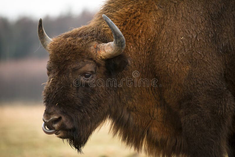 European Bison