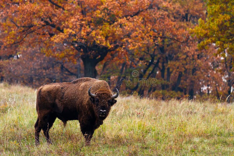 European bison