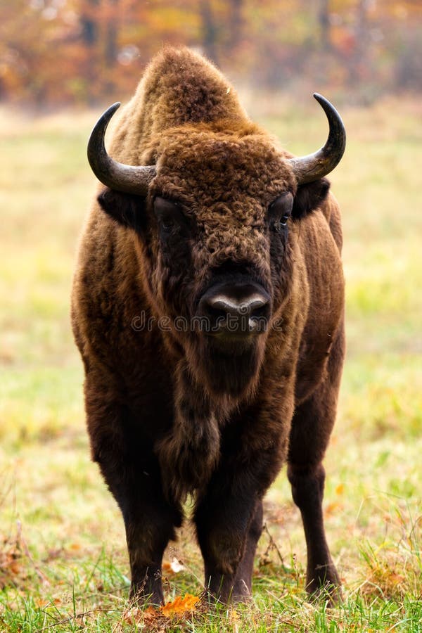 European bison