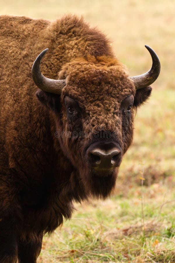 European bison